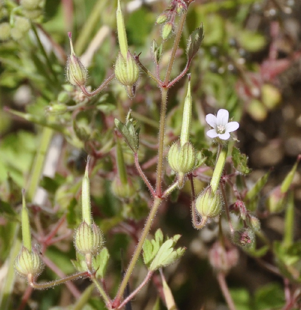 Изображение особи род Geranium.