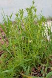 Galium aparine