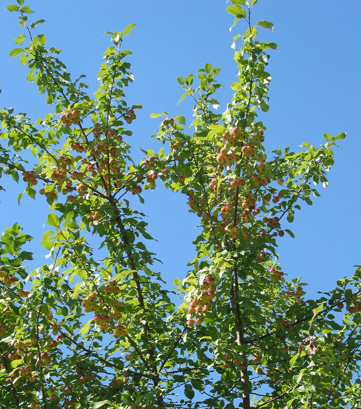 Изображение особи Malus domestica ssp. cerasifera.