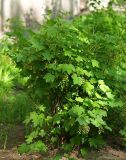 Ribes scandicum. Цветущее растение. Санкт-Петербург. 20.05.2009.