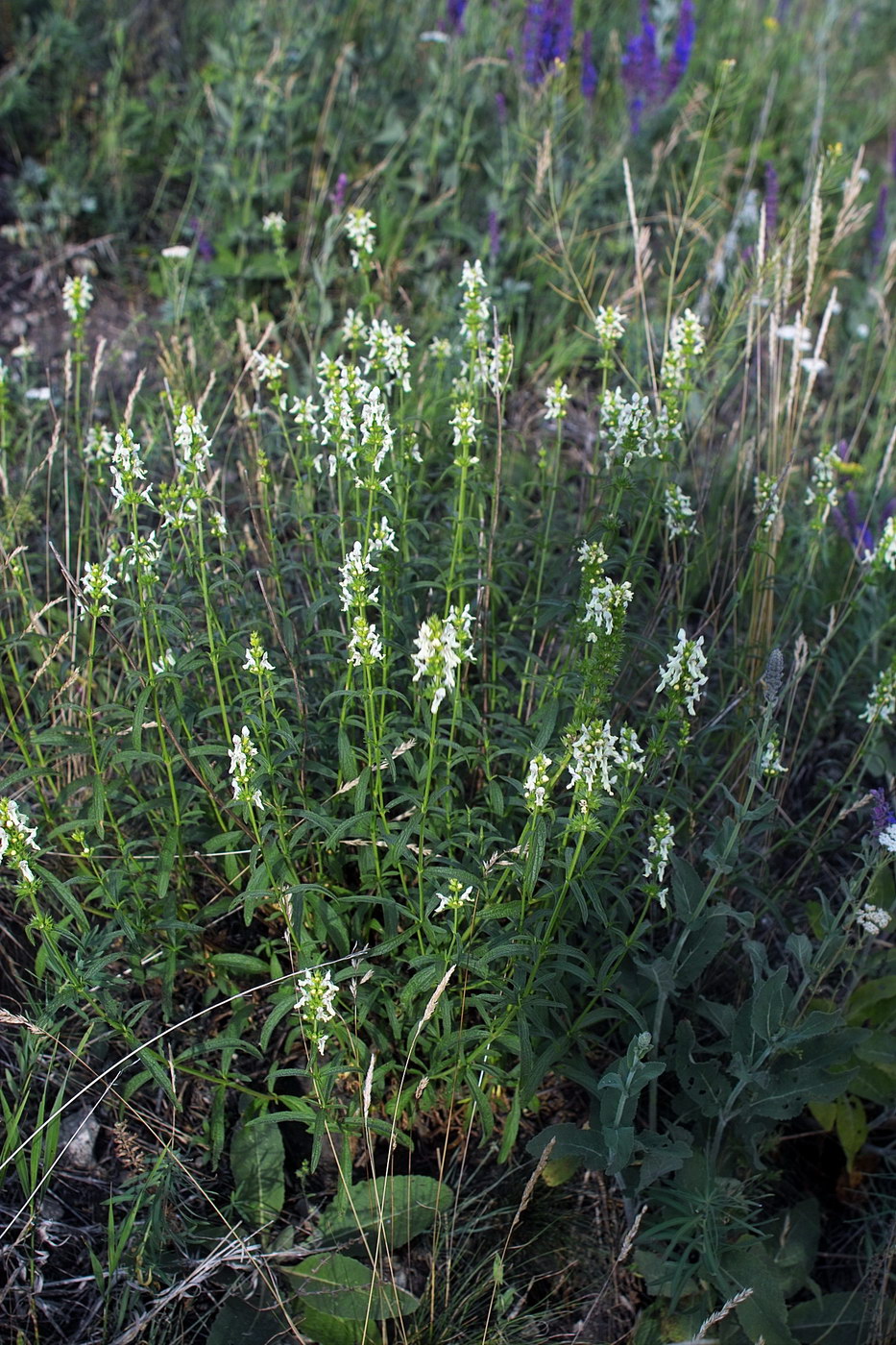 Изображение особи Stachys recta.