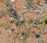 Polycarpaea robbairea