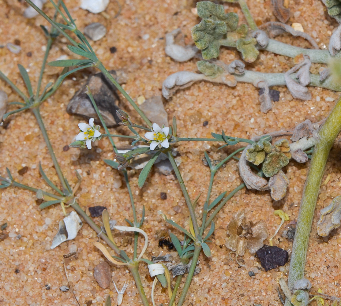 Image of Polycarpaea robbairea specimen.