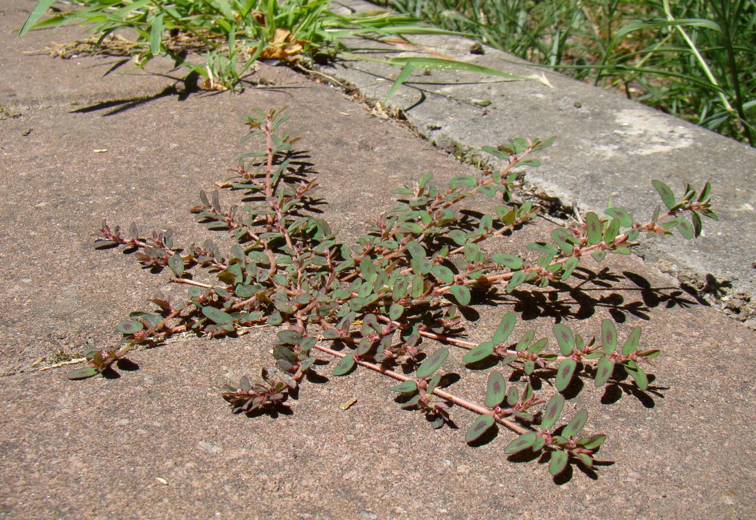 Image of Euphorbia maculata specimen.