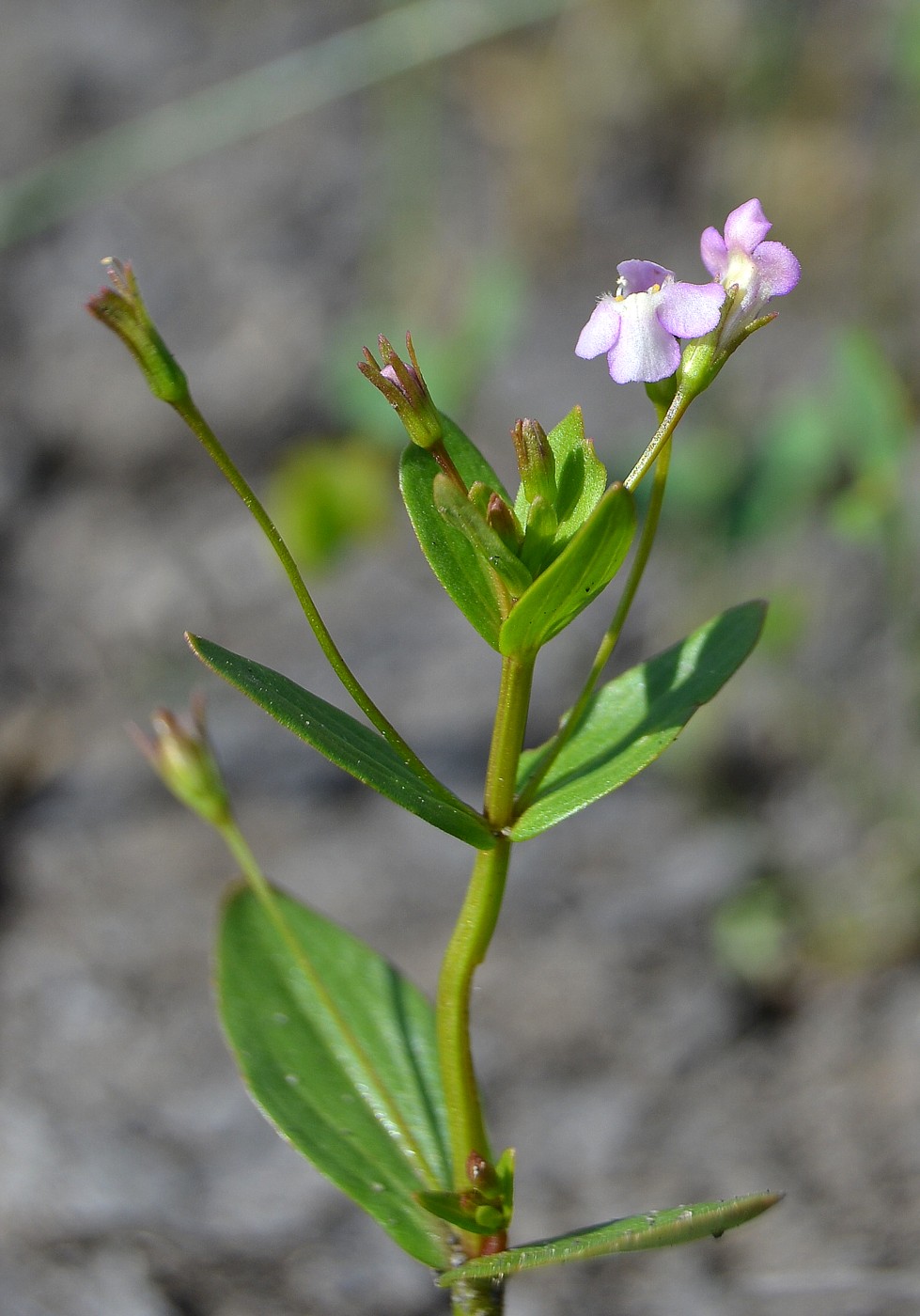 Изображение особи Lindernia procumbens.