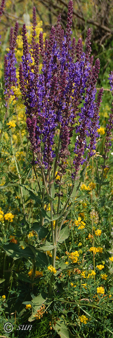 Image of Salvia tesquicola specimen.