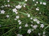 genus Stellaria. Цветущие растения среди побегов злаков. Мурманск, мкр-н Росляково, заросший пустырь во дворе дома. 10.07.2016.