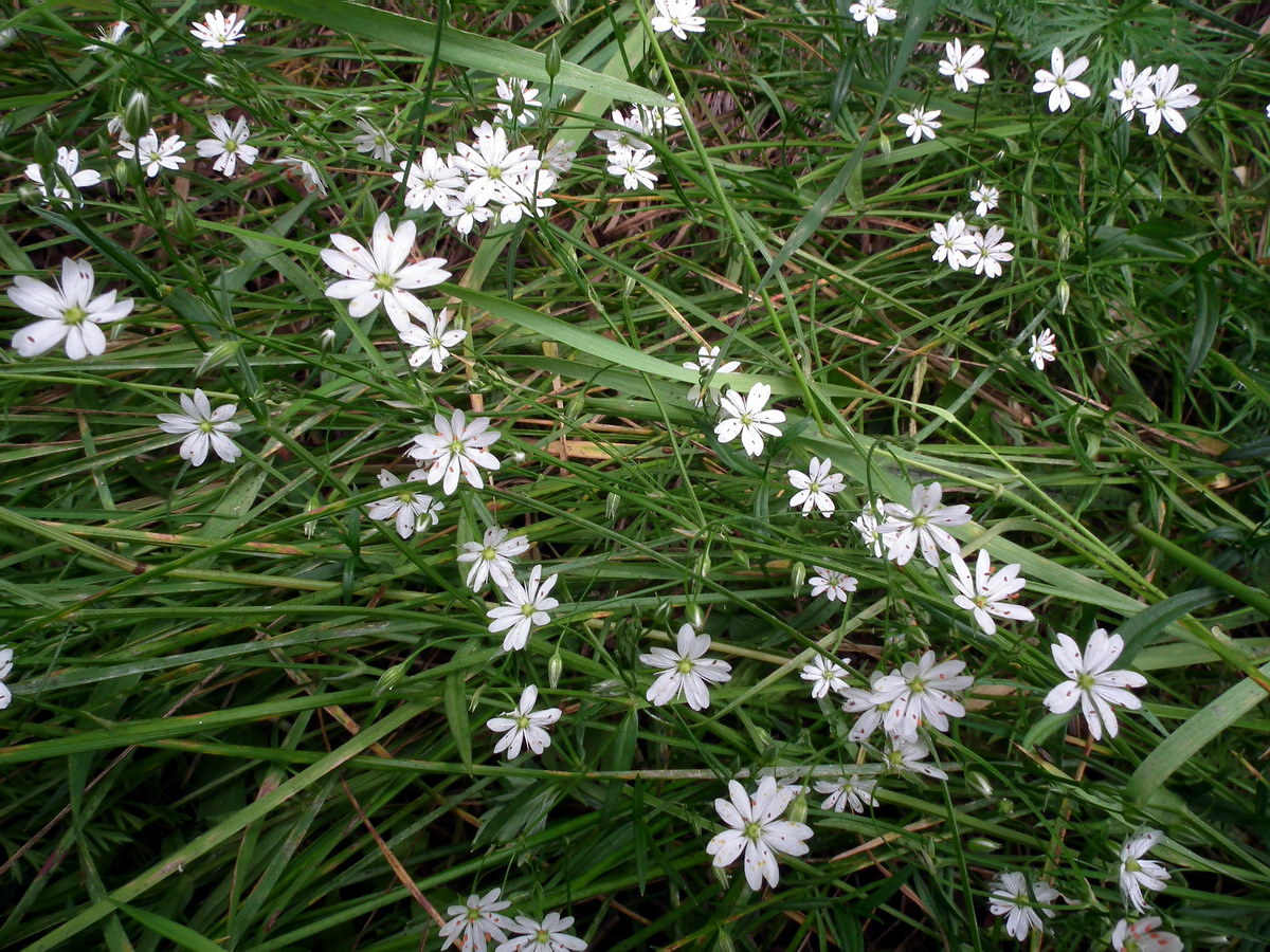 Image of genus Stellaria specimen.
