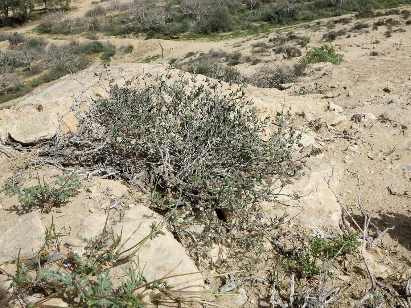 Image of Helianthemum kahiricum specimen.
