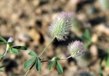 Trifolium arvense. Верхушка цветущего растения с охотящимся хищным клопом Orius (сем. Anthocoridae). Костромская обл., окр. г. Нерехта, песчаный карьер. 01.08.2016.