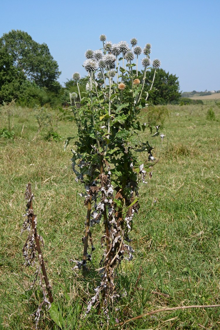 Изображение особи Echinops sphaerocephalus.