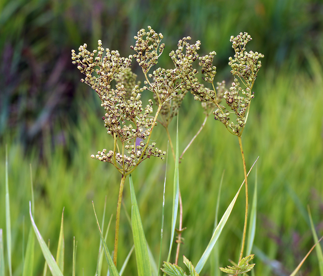 Image of Filipendula ulmaria specimen.