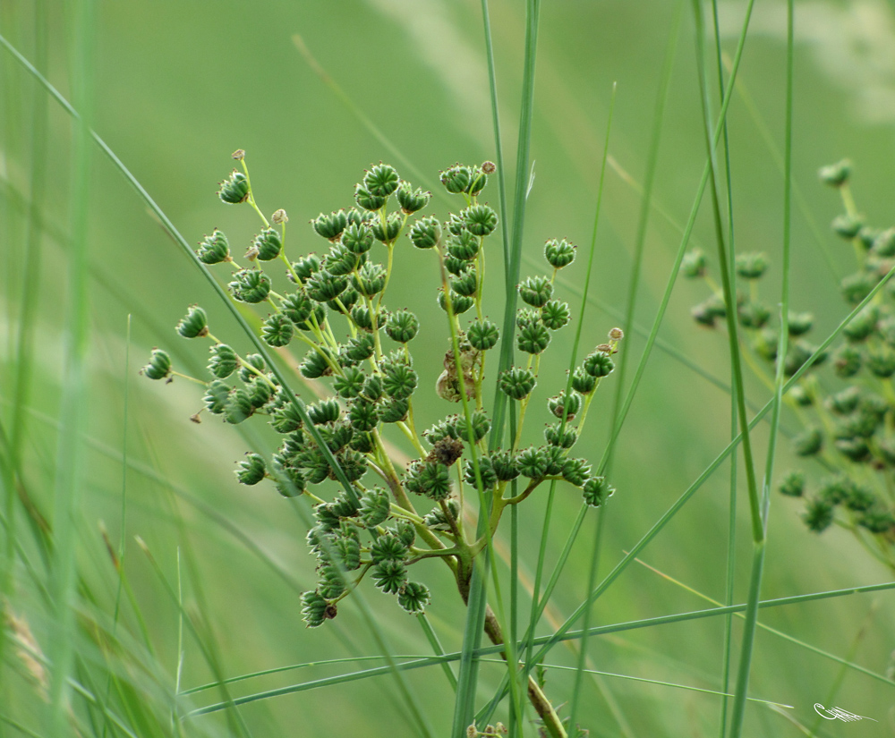 Image of Filipendula vulgaris specimen.