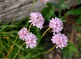 Armeria maritima. Соцветия. Исландия, окр. г. Кефлавик, вершины прибрежных скал. 31.07.2016.