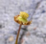Cotula coronopifolia