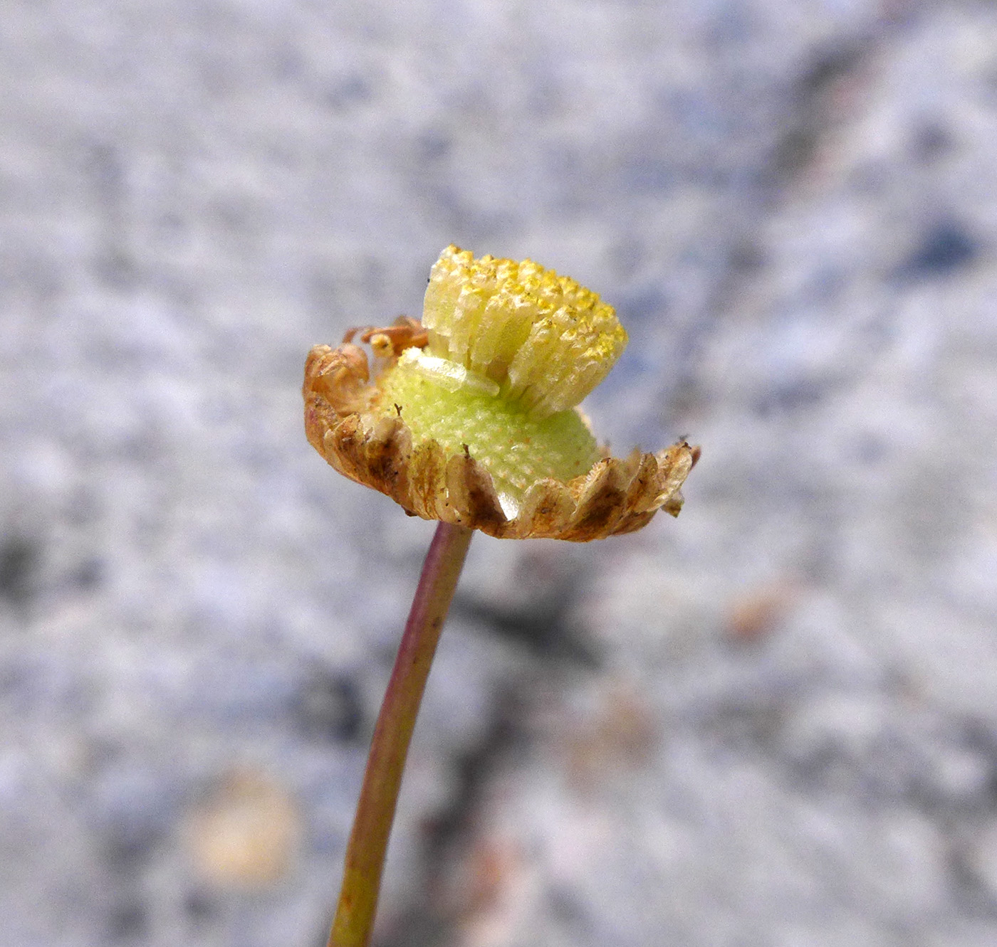 Image of Cotula coronopifolia specimen.