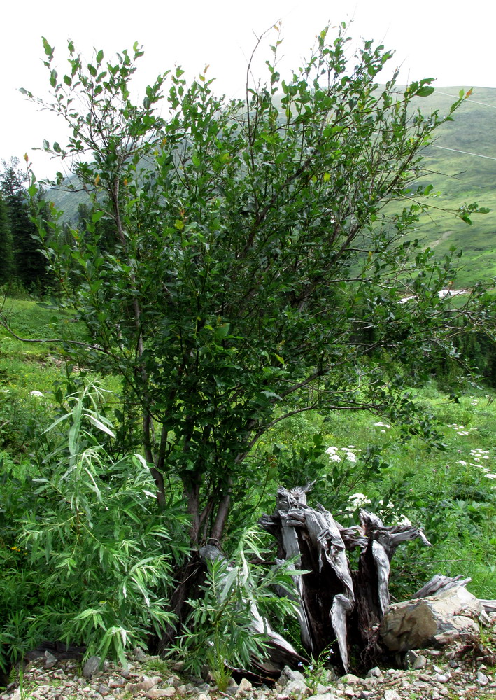 Изображение особи Salix jenisseensis.