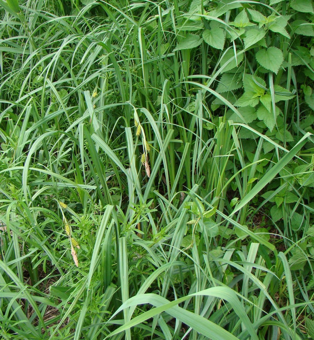 Изображение особи Carex riparia.