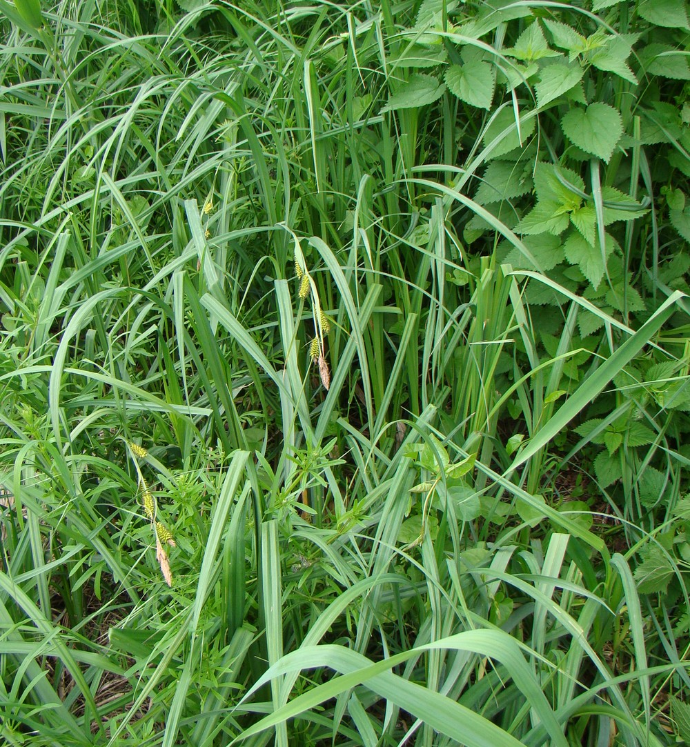 Image of Carex riparia specimen.