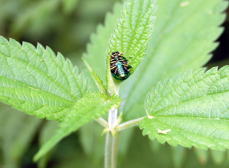 Изображение особи Urtica dioica.