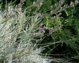 Lavandula angustifolia. Побеги. Ставропольский край, г. Невинномысск, территория гостиничного комплекса, в культуре. 12.09.2016.