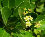 Euonymus japonicus. Цветки и листья. Крым, городской округ Феодосия, пгт Коктебель, придомовые посадки. Июль 2016 г.