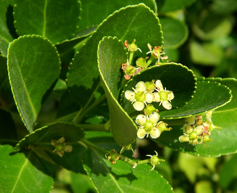 Изображение особи Euonymus japonicus.