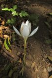 Crocus speciosus. Цветущее растение (гипохромная форма). Крым, гора Северная Демерджи, буковый лес. 1 октября 2016 г.