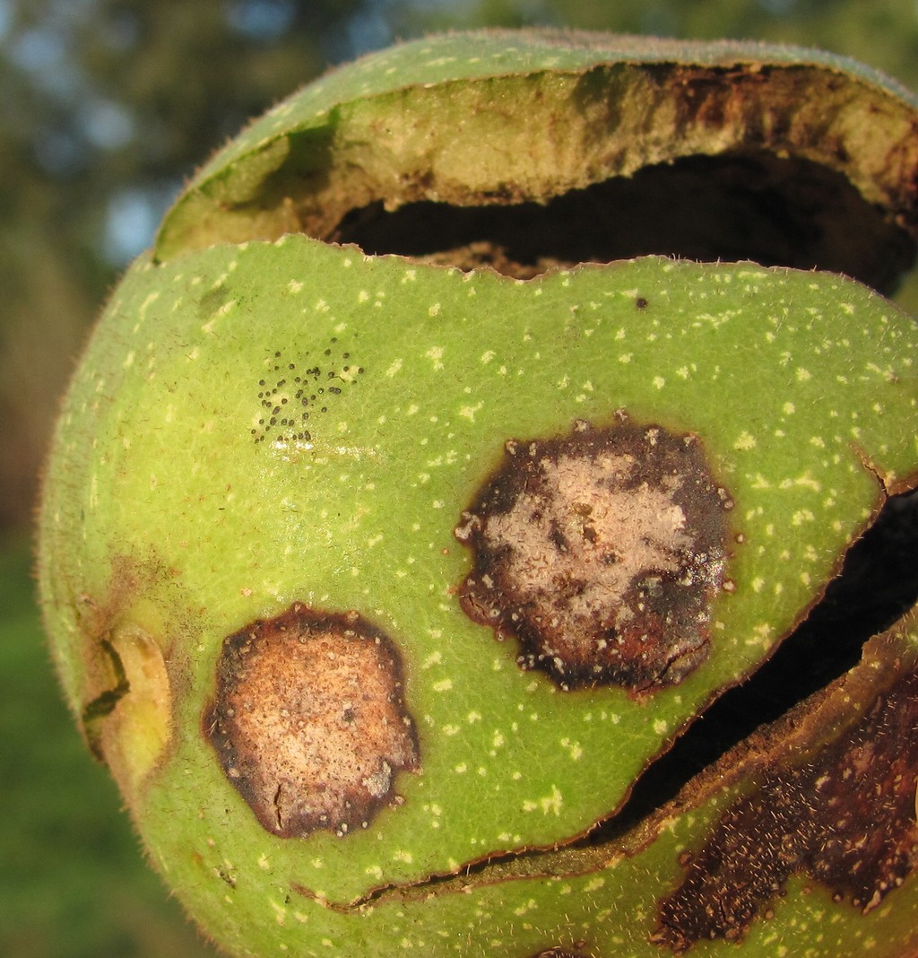 Image of Juglans regia specimen.