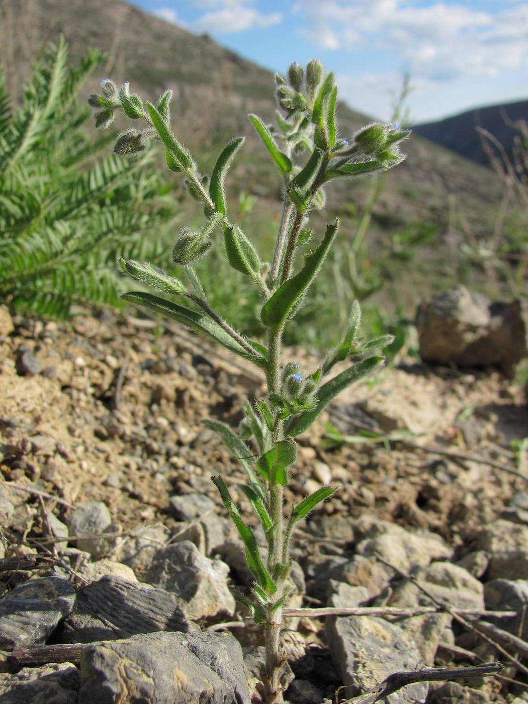 Image of Rochelia cardiosepala specimen.