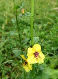 Verbascum blattaria