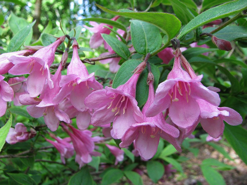 Image of Weigela praecox specimen.