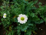 Callianthemum isopyroides