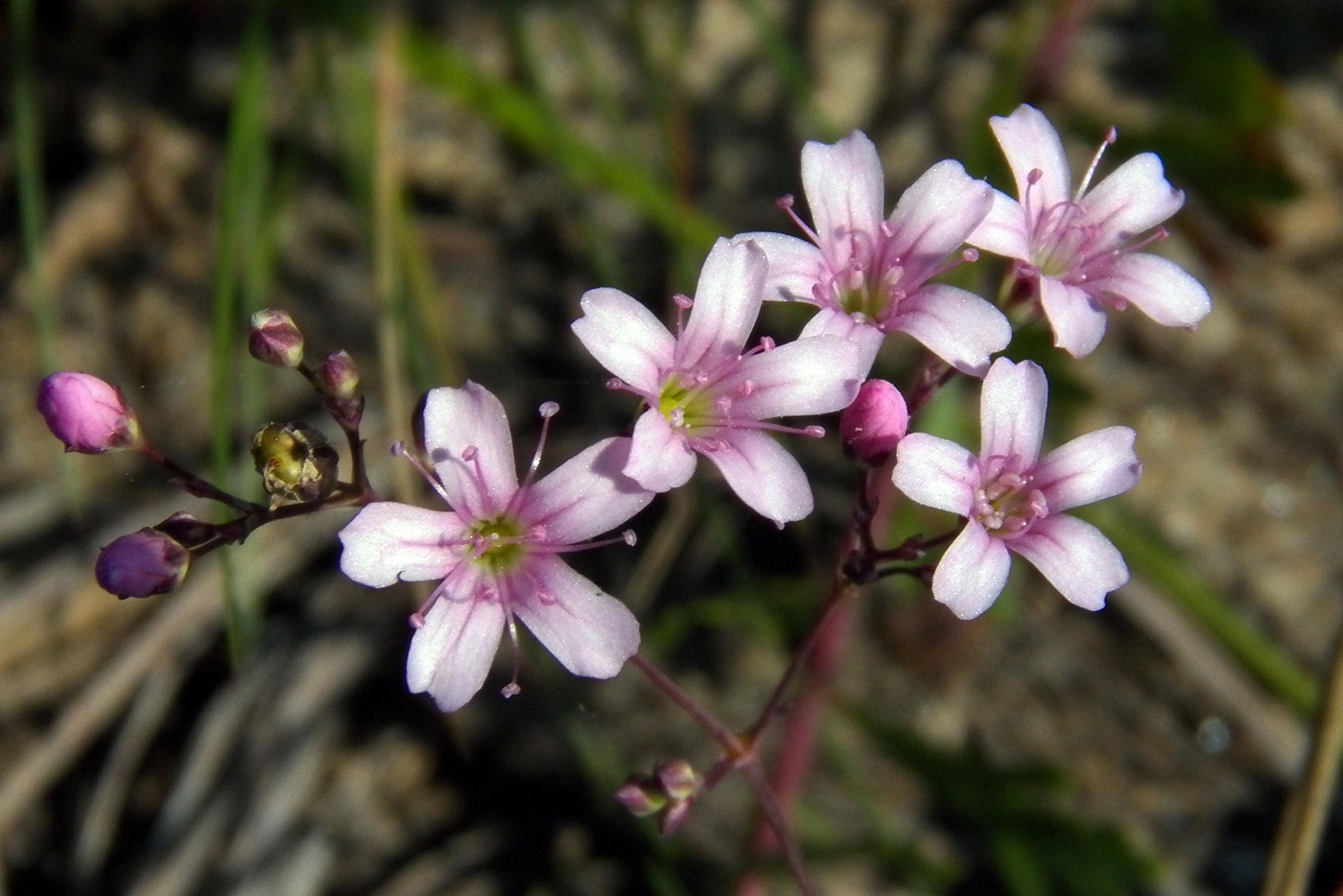 Изображение особи Gypsophila pacifica.