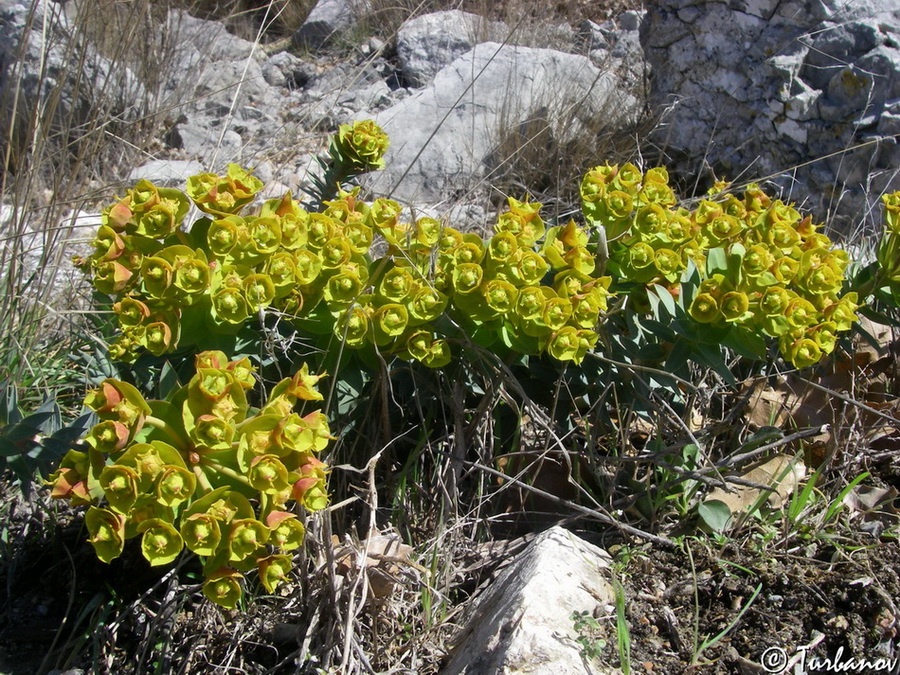 Image of Euphorbia rigida specimen.