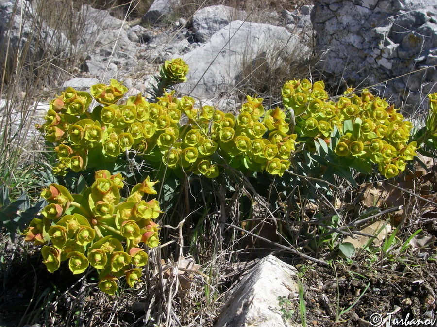 Изображение особи Euphorbia rigida.