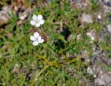 Linum tenuifolium