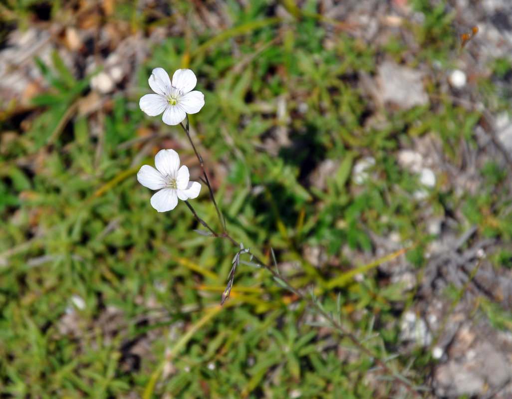 Изображение особи Linum tenuifolium.