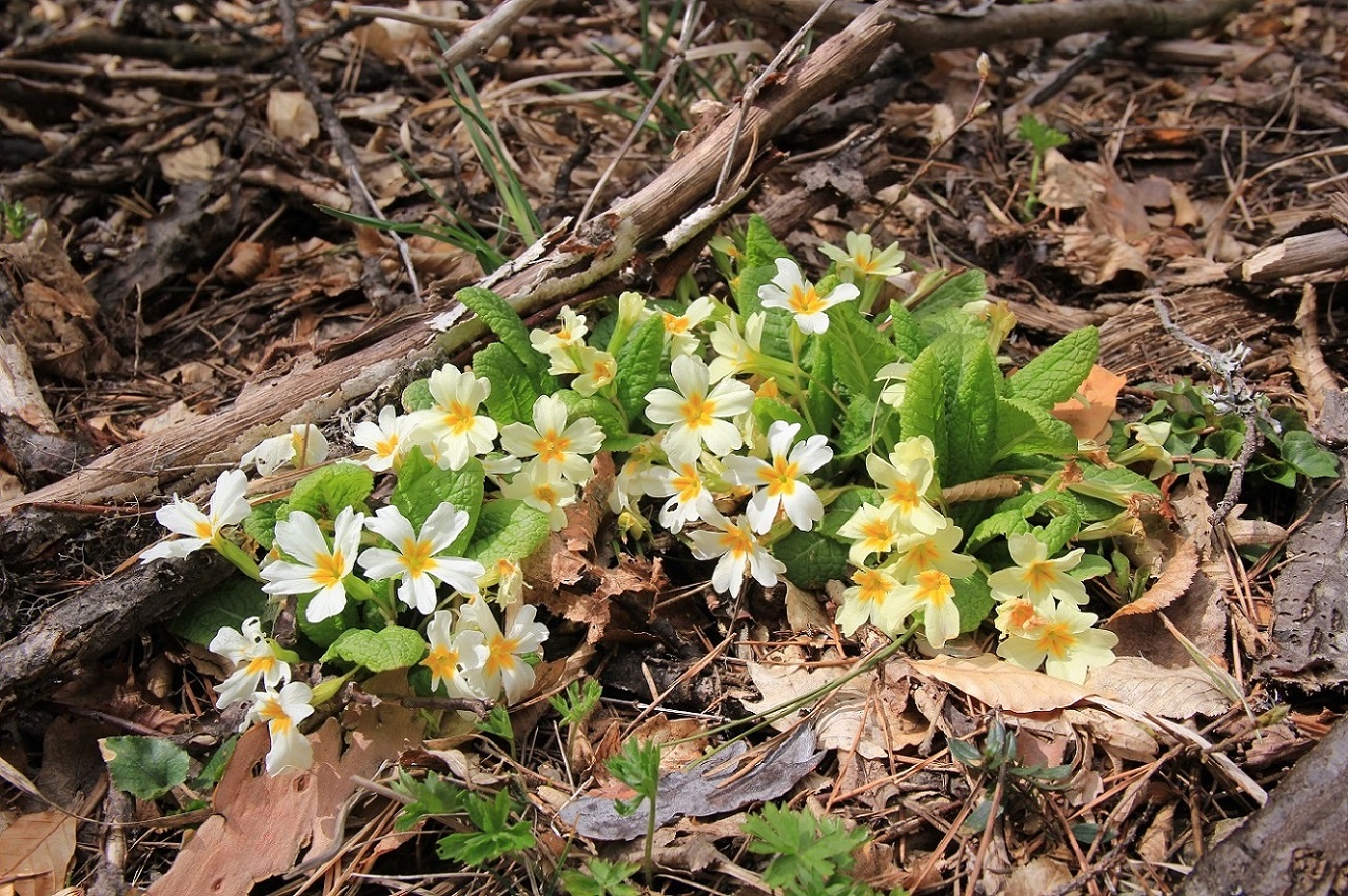 Image of Primula vulgaris specimen.