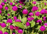 Gomphrena globosa