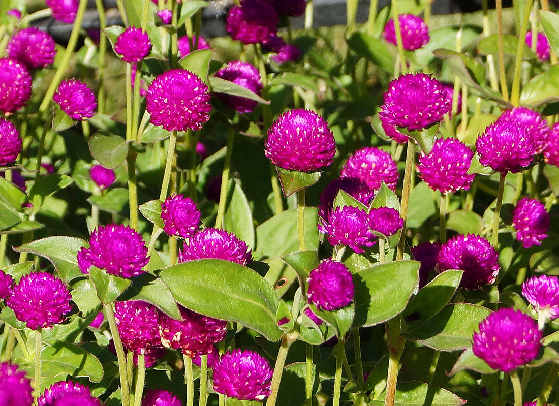 Image of Gomphrena globosa specimen.