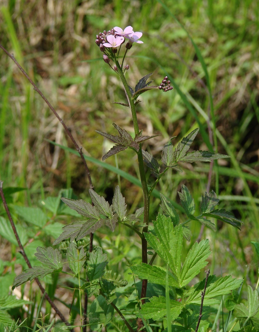 Image of Cardamine macrophylla specimen.