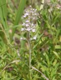 Thymus marschallianus. Соцветие. Украина, г. Запорожье, балка возле трассы на Васильевку, южнее Опытной станции, степь. 14.06.2016.