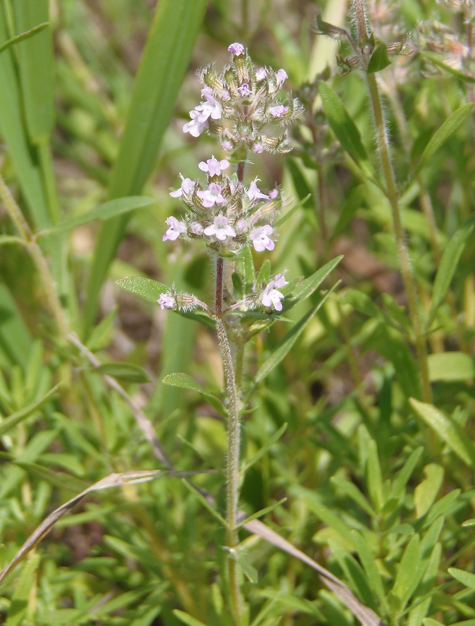 Изображение особи Thymus marschallianus.