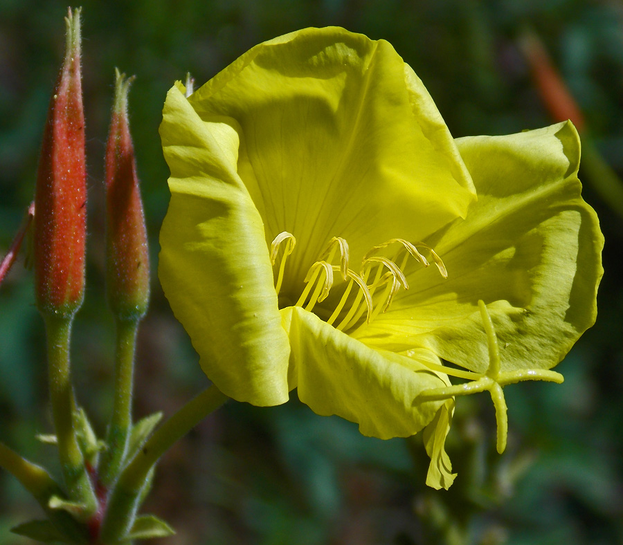 Изображение особи Oenothera glazioviana.