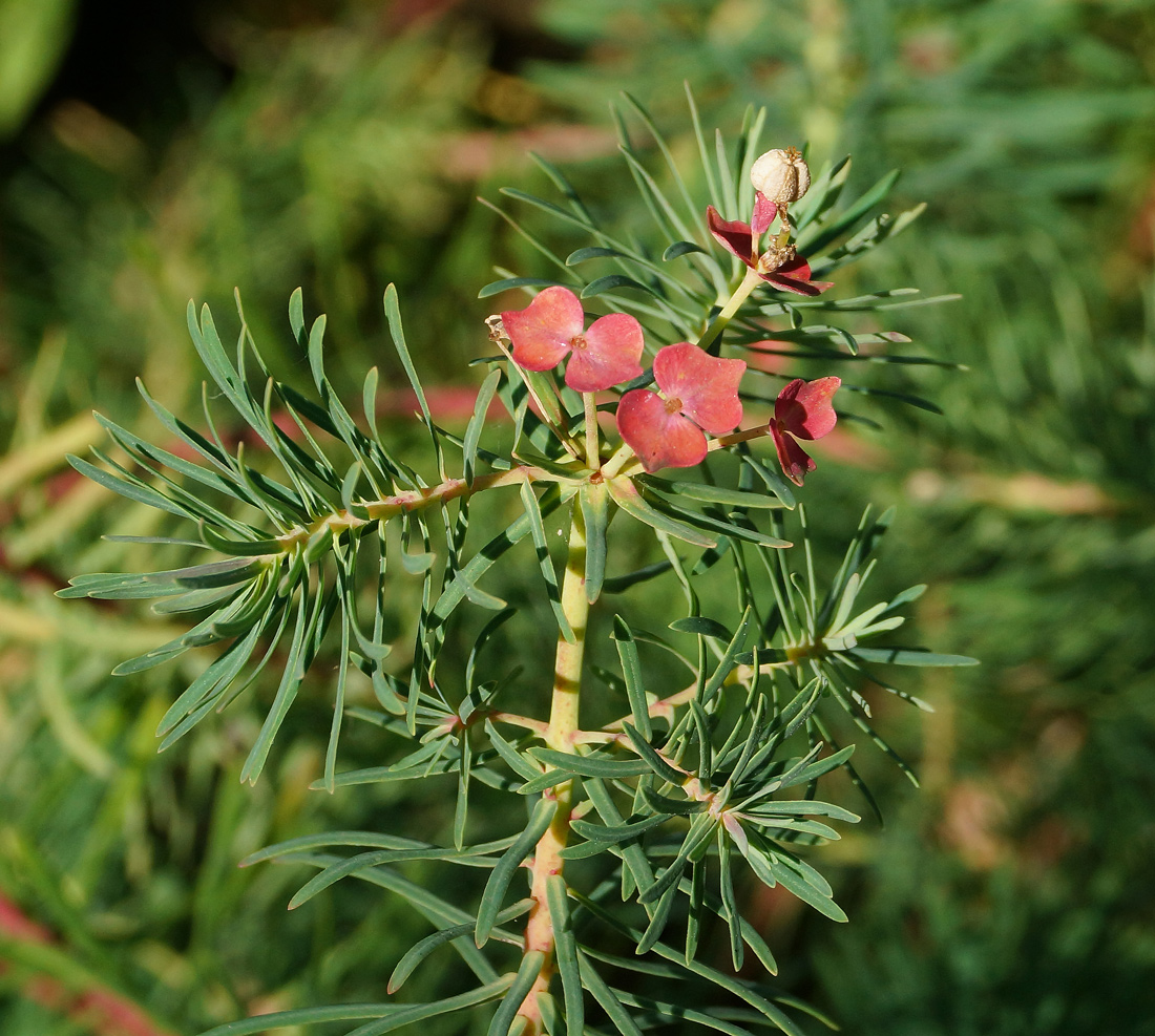 Изображение особи Euphorbia cyparissias.