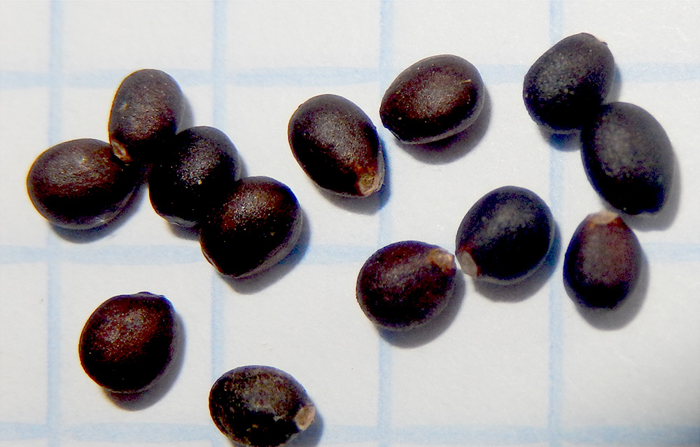 Image of Salvia ringens specimen.