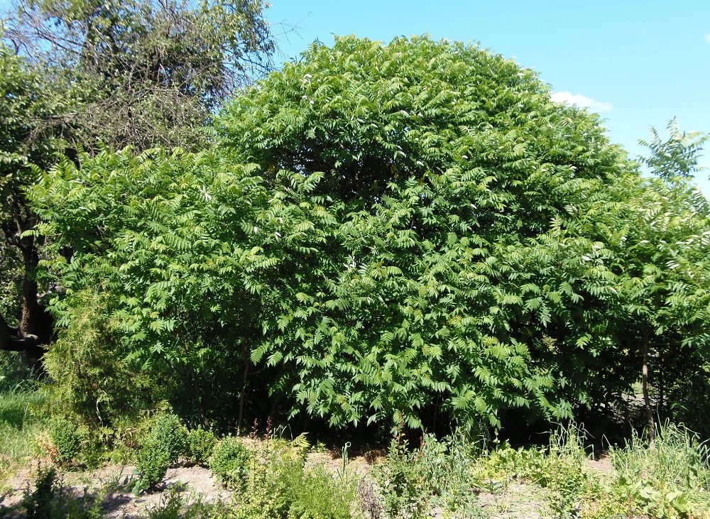 Изображение особи Rhus typhina.