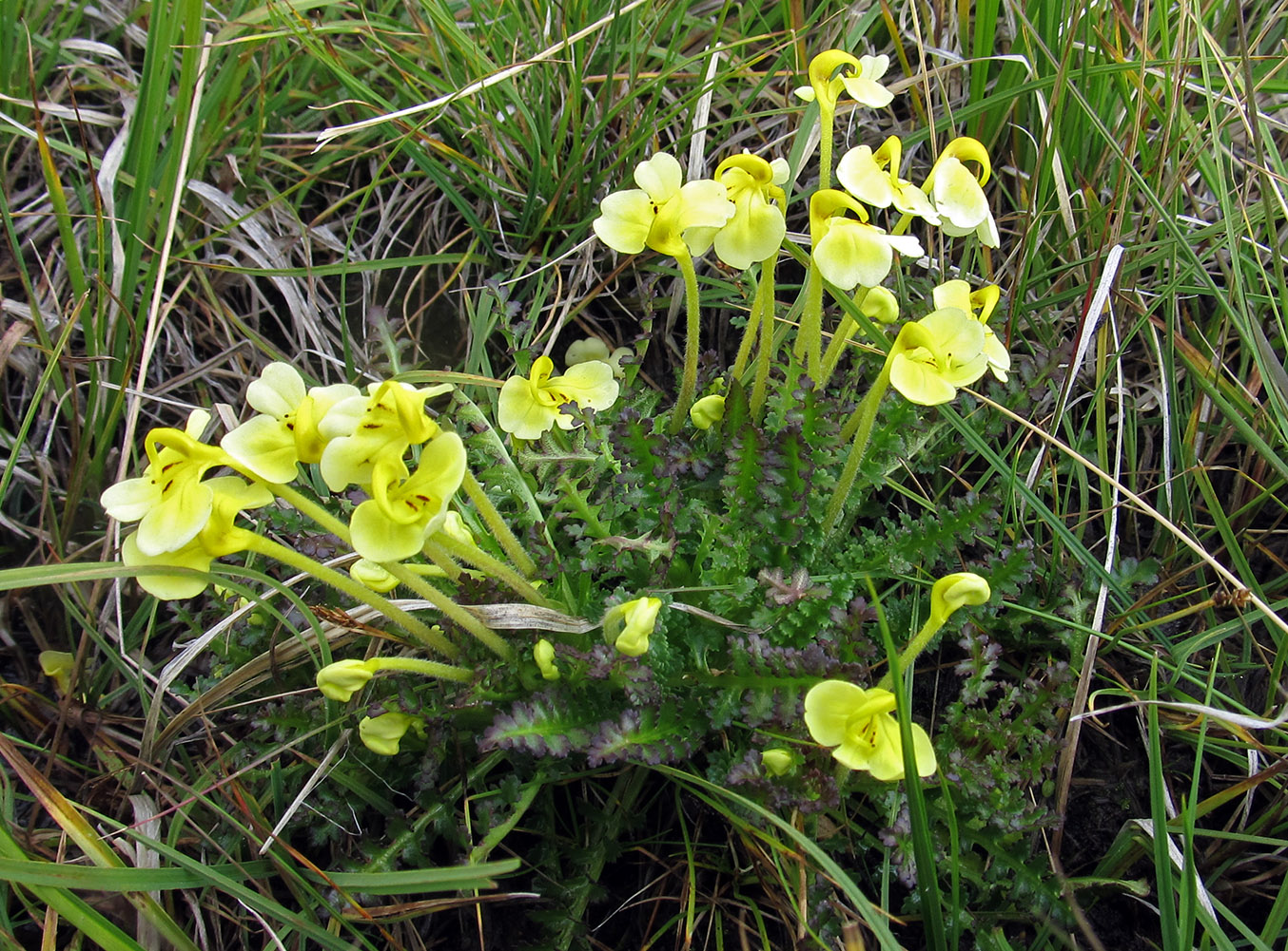 Изображение особи Pedicularis longiflora.