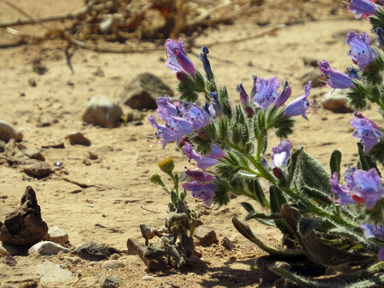 Изображение особи Echium rauwolfii.